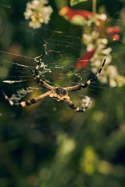 Uma aranha em sua teia Argiope argentata