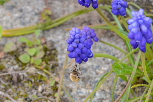 Uma aranha em uma flor roxa