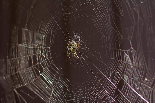 Uma aranha em uma teia em um pomar