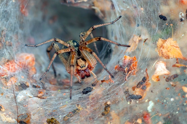 Uma aranha em uma teia. Macrofotografia..