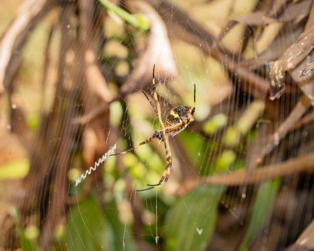 Uma aranha está em uma teia