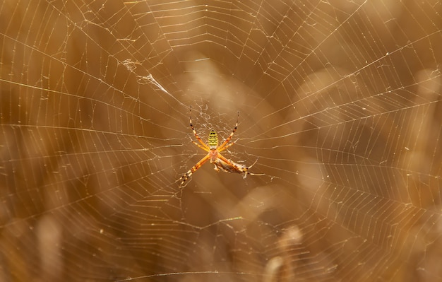 Foto uma aranha listrada em uma teia. foco seletivo. natureza.