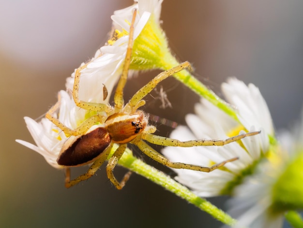 Uma aranha marrom com pernas pontiagudas pousada em um close de camomila