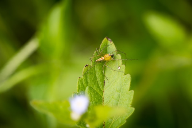 Uma aranha no fundo borrado verde