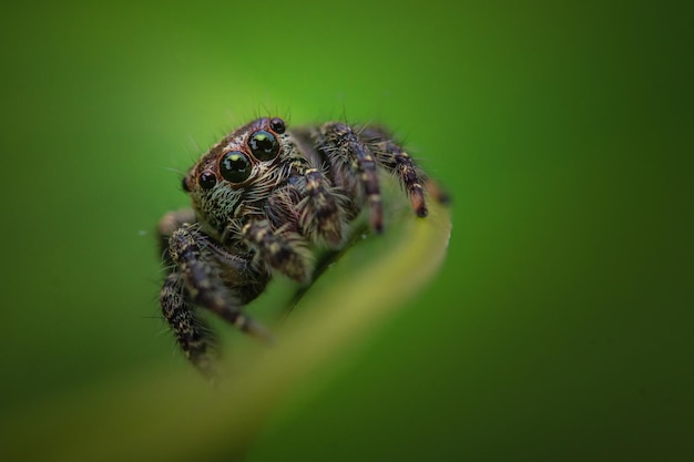 Uma aranha saltadora com olhos grandes senta-se em uma folha verde.