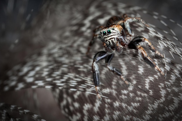 Uma aranha saltadora furiosa com as penas cinzentas salpicadas