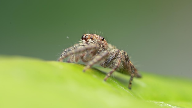 Foto uma aranha saltadora senta-se em uma folha verde.