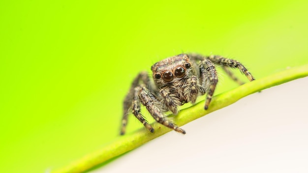 Uma aranha saltadora senta-se em uma folha.