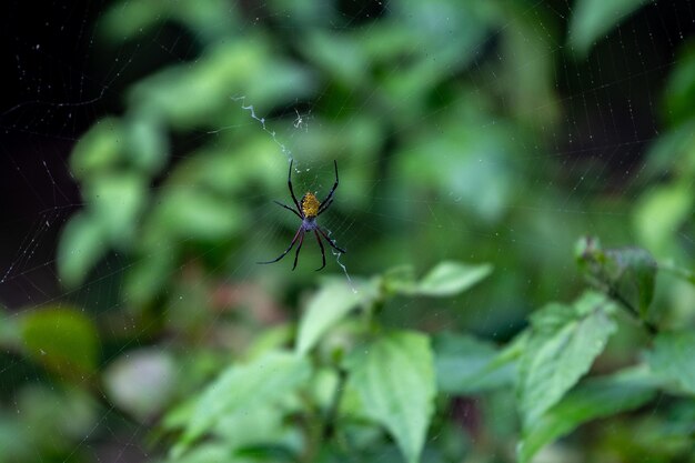 Uma aranha sentada em uma teia