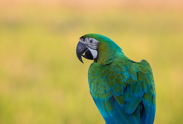 Uma arara em pé em um galho fechado