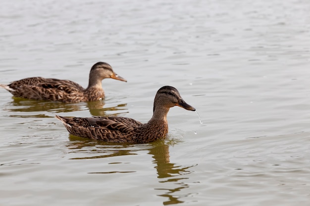Uma área com um grande número de lagos onde vivem os patos, aves aquáticas selvagens na natureza, patos em seu habitat natural