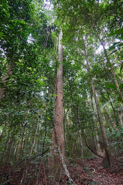 Uma árvore alta em uma floresta tropical