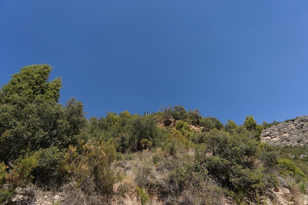 Uma árvore ao lado de uma montanha com um céu azul ao fundo