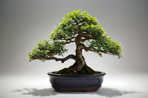 Uma árvore bonsai em uma panela ao lado de uma pequena planta em vaso