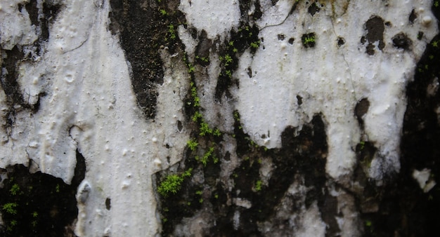 Uma árvore branca com musgo verde nela