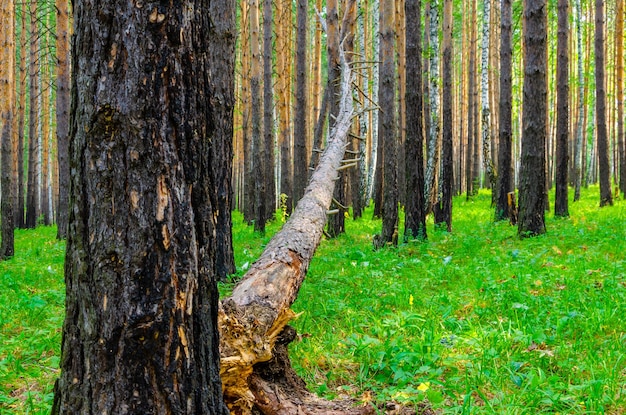 Uma árvore caída em uma floresta