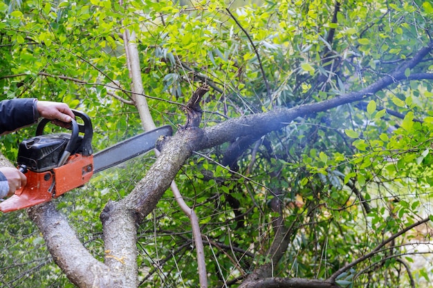 Foto uma árvore caindo no corte uma árvore com uma serra elétrica quebrou a árvore após um furacão