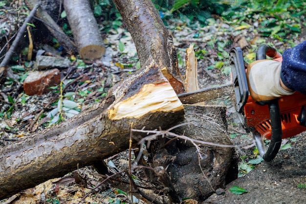 Uma árvore caindo quebrou a árvore após um furacão cortada com uma serra elétrica