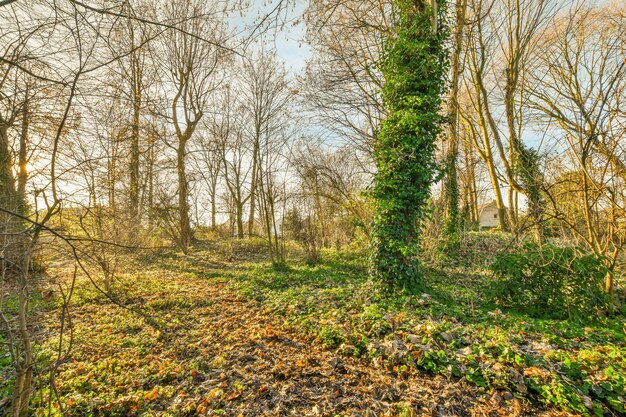 Uma árvore coberta de hera verde na floresta