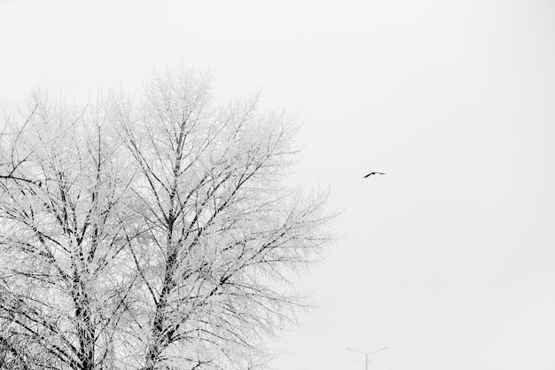 Uma árvore coberta de neve. Fotografia em preto e branco.