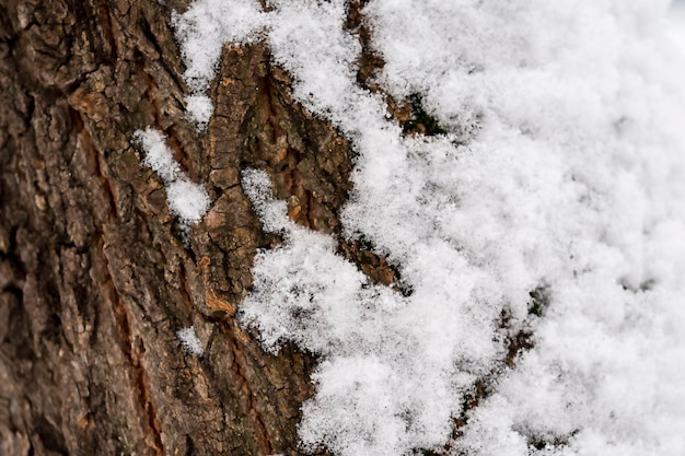 Uma árvore coberta de neve Inverno