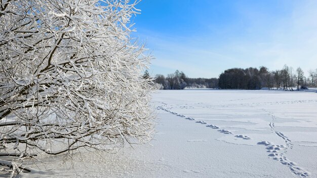 Uma árvore coberta de neve no contexto de um rio congelado com vestígios na neve.