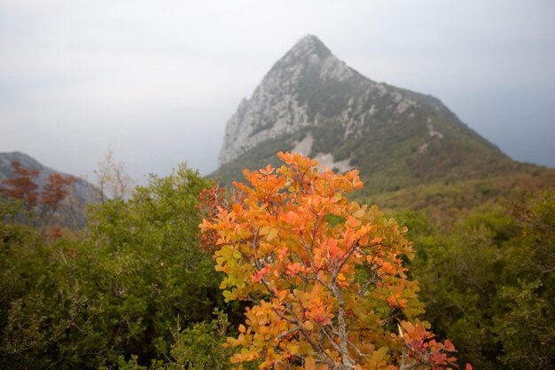 Foto uma árvore com a montanha ao fundo