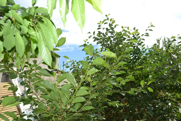 Foto uma árvore com algumas folhas e um céu azul atrás dela
