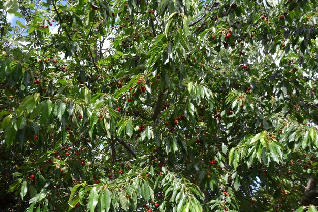 Foto uma árvore com bagas vermelhas e folhas verdes que estão em uma árvore