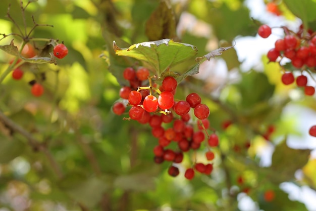 Uma árvore com bagas vermelhas e folhas verdes