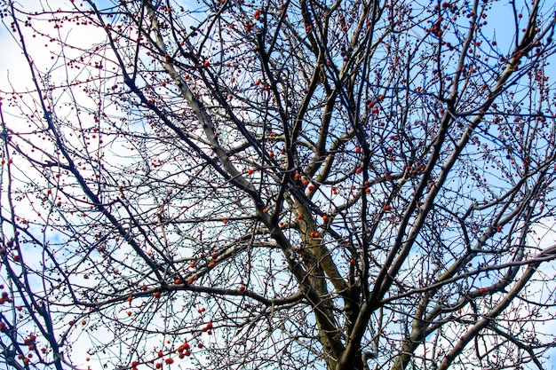 Uma árvore com bagas vermelhas e o céu está claro.