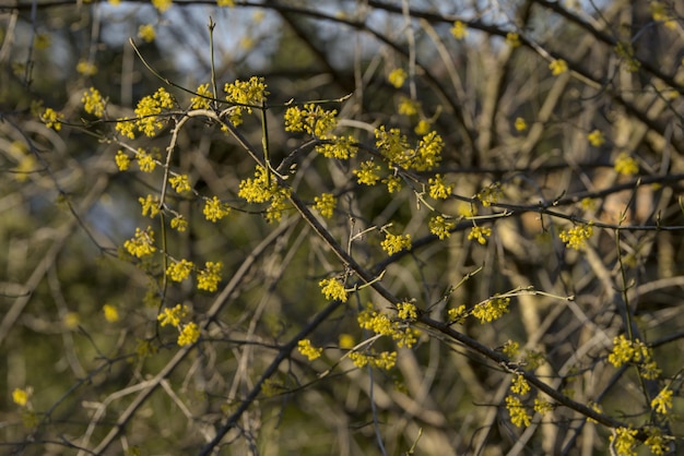 Foto uma árvore com flores amarelas