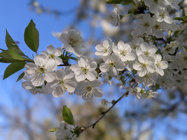Uma árvore com flores brancas e folhas verdes com a palavra "primavera" nela.