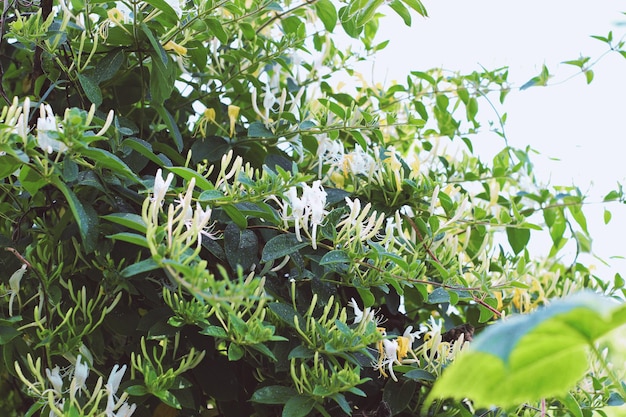 Uma árvore com flores brancas e folhas verdes