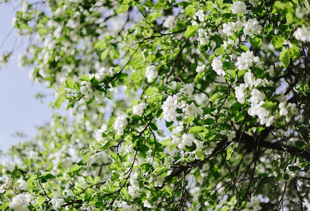 Uma árvore com flores brancas e folhas verdes