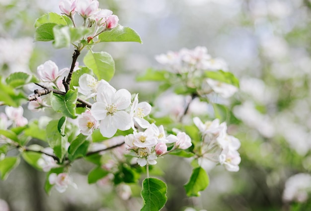 Uma árvore com flores brancas e folhas verdes