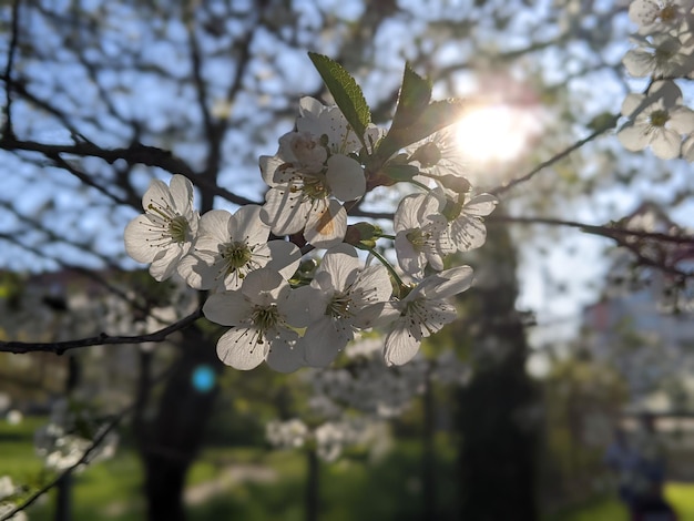 Uma árvore com flores brancas e o sol brilhando por entre os galhos.