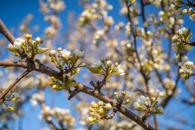 Uma árvore com flores brancas e um céu azul ao fundo