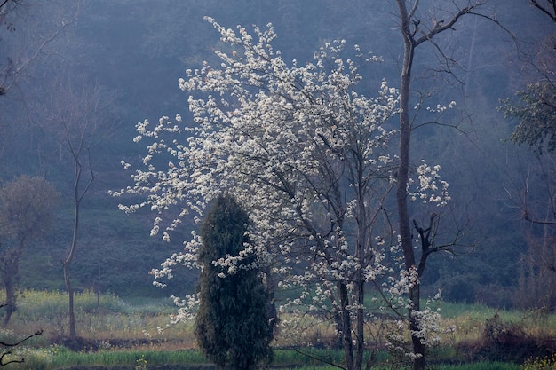 Uma árvore com flores brancas em flor