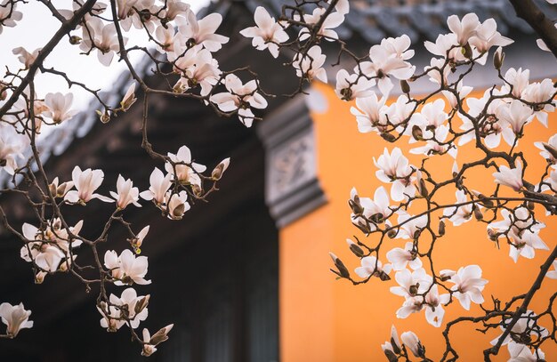 Uma árvore com flores brancas em frente a um prédio amarelo