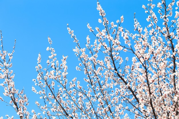 Uma árvore com flores brancas na primavera