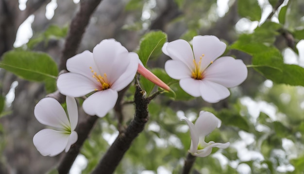 uma árvore com flores brancas que diz primavera