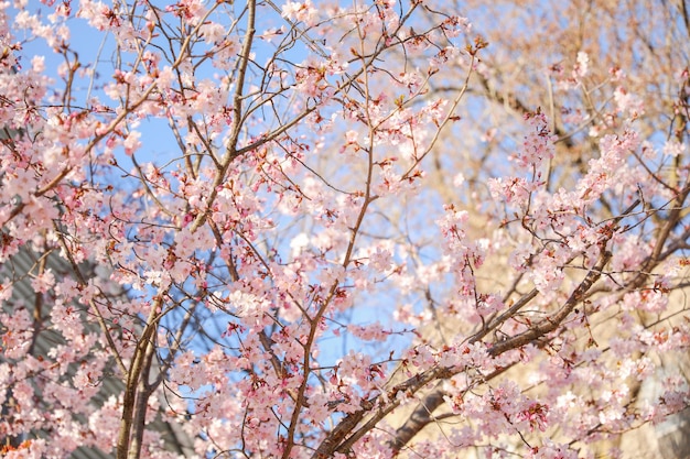Uma árvore com flores cor de rosa ao fundo