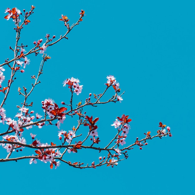 Uma árvore com flores cor de rosa e um céu azul ao fundo.