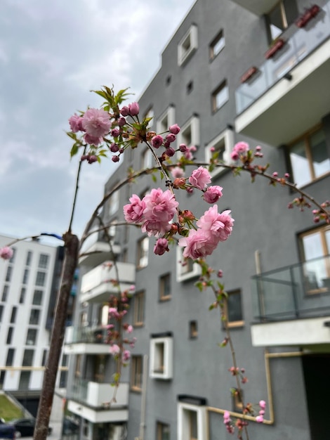 Uma árvore com flores cor de rosa na frente de um prédio