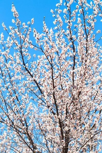 Uma árvore com flores cor de rosa na primavera