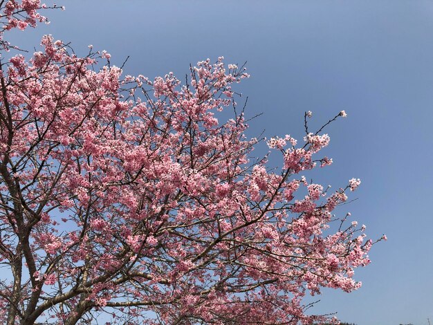 Uma árvore com flores cor de rosa na primavera