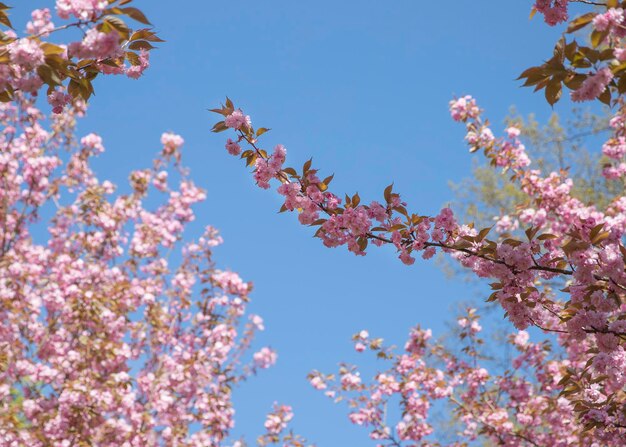 Uma árvore com flores cor de rosa na primavera