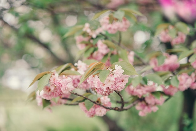 Uma árvore com flores cor de rosa na primavera