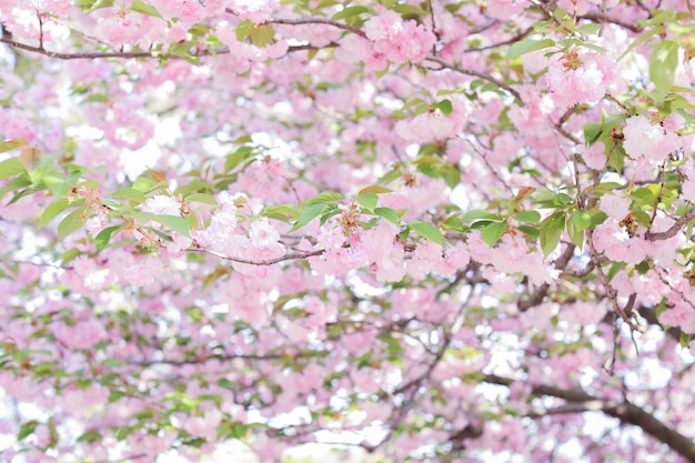 Uma árvore com flores cor de rosa na primavera